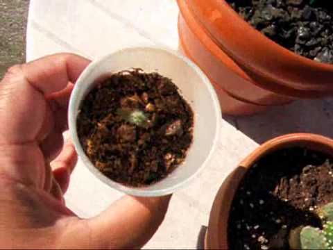 how to replant nopales