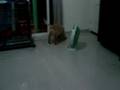 videos de Mobe 3 months old......video 2