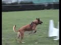 Flyball