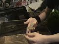 leopard gecko care vidio part 1