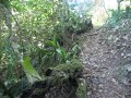 on the way to Bulolo waterfall..
