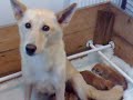 Canaan Dog and Her Puppies