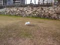 猛ダッシュ