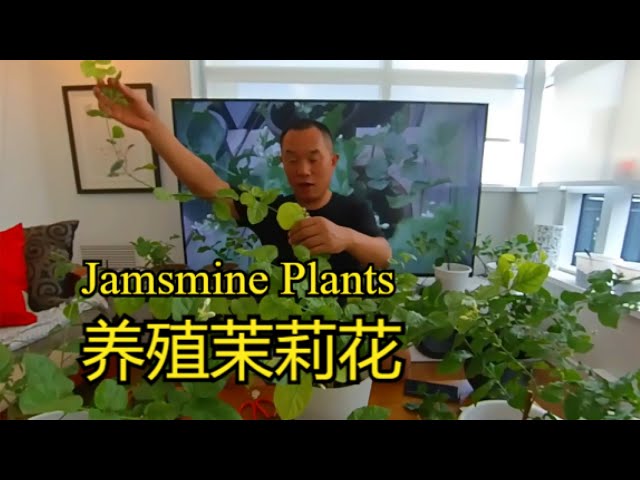 Jasmin plants /Jasmine dans Plantes, engrais et terreaux  à Ville de Montréal