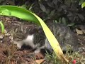 Hungry Kittens in Beaumont Texas