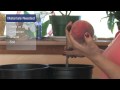 Indoor Plants : How to Grow Peach Trees Indoors