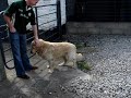 Chihuahua attacks Golden Retriever!!