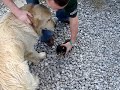 Chihuahua attacks Golden Retriever!!