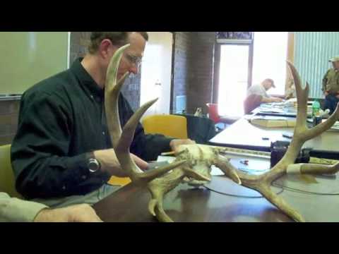 how to measure mule deer antlers