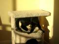 videos de my hyper cat