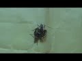 Fighting Jumping Spiders - NEW RECORD TIME!!! Fighting Jumping Spiders - NEW RECORD TIME!!!