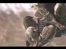 Red Polls Swarm Feeder