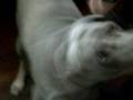 Rafael Audy Glanzner - Feliz Anivers�rio 2008 - Au aus