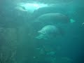 Dallas World Aquarium--Giant Ass Fish