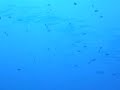 Dive Palau Blue Corner