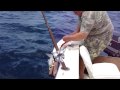 videos de gutting the shark