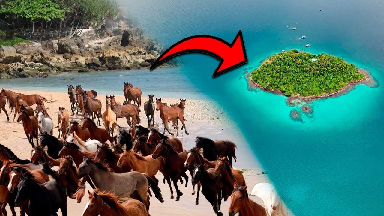 Como Essa Ilha Ficou Infestada De Cavalos?