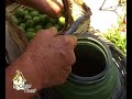 Ricetta: Nocino