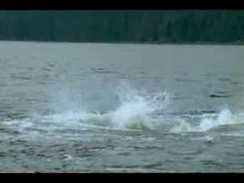 Killer Whale Predation on Porpoise