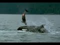 Killer Whale Predation on Porpoise