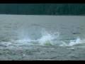 Killer Whale Predation on Porpoise