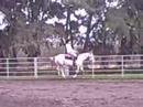 Please Critique! Cantering my horse Hap! 12/27/07