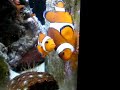 ocellaris clownfish breeding ocellaris clownfish breeding