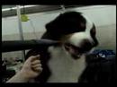 Boomer Having Fun