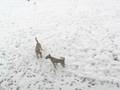 videos de winterfreuden.wmv