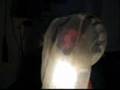 videos de search for the kookamongu flower