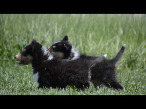 Dexter loves playing with his brother Finnegan!!!!!