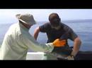 swimming with the marlin- Don Anderson swimming with the marlin- Don Anderson