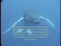 Greenpeace Helps Kill Whales :: Japan continues whaling with the assistance of Greenpeace 