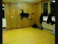 videos de Idiot Jumps Against A Wall! - Remix