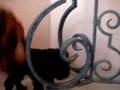 videos de David and Goliath (Doggy)