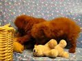 ????? (Toy Poodle)