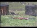 Piliated Woodpeckers visiting the fire ring