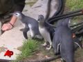 Raw Video: March of the Penguins
