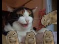 Super Cat World VS High Voltage Prairie Dogs Group Audio Harassment Super Cat World VS High Voltage Prairie Dogs Group Audio Harassment
