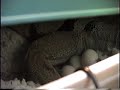 Babygirl laying 42 eggs and how i made the egg box