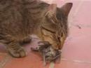 tigreton gatico