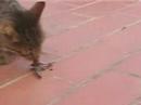 tigreton gatico