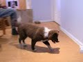 tia border collie puppy is retrieving a dumbell, part 2.  we are following the shirley chong method.  step 21.