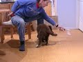 tia border collie puppy is retrieving a dumbell, part 2.  we are following the shirley chong method.  step 21.