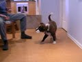 tia border collie puppy is retrieving a dumbell, part 2.  we are following the shirley chong method.  step 21.