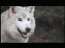 Aerial Hunting of Wolves in Alaska ...