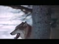 Aerial Hunting of Wolves in Alaska (short version)