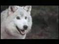 Aerial Hunting of Wolves in Alaska (short version)
