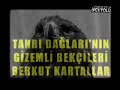 Tanr? Da?lar?n?n gizemli ku?lar? Berkut Kartallar?