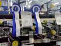 Mostra Ornitologica di Prato - Campionato Regionale - organizzata dal 22 al 25 ottobre 2009 dall'Associazione Pratese (APO). Video realizzato da Federico Vinattieri - SEZIONE ORNITOLOGICA DI FOSSOMBRONE ornitologia.difossombrone.it